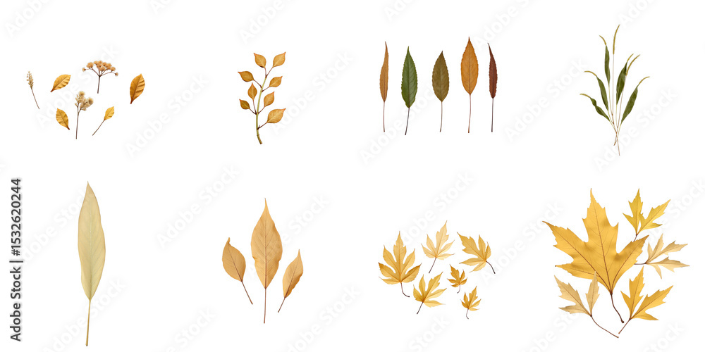 Poster diverse collection of dry leaves from various plants arranged on a transparent background isolated w