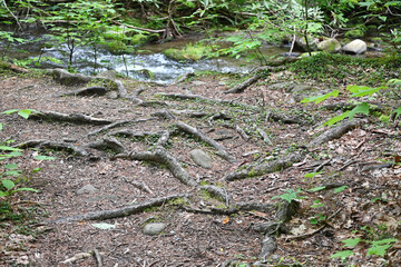Tree Roots by the River