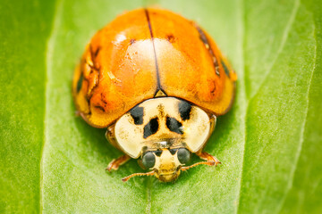 Extreme closeup on an asian ladybeetle resting on leaf in my garden on an spring morning
