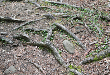 Exposed Tree Roots