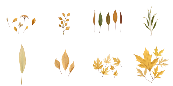 Diverse collection of dry leaves from various plants arranged on a transparent background isolated with transparent edges showcasing unique shapes and textures