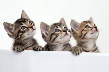 Three adorable tabby kittens peeking over white banner