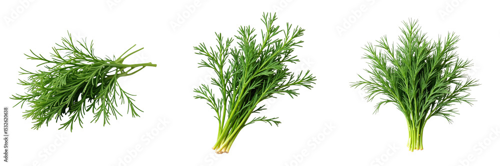 Poster fresh dill herb isolated on transparent background multiple angles capturing vibrant green color and