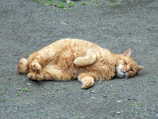 公園の猫