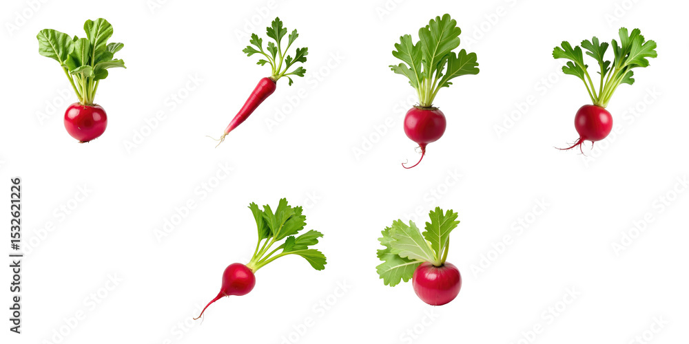 Aufkleber fresh red radishes with green leaves arranged on a transparent background showcasing different angle
