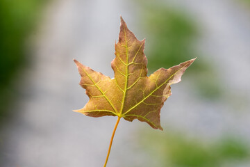 yellow maple leaf