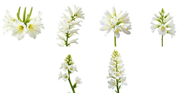 Close-up images of multiple white flowers of obedient plant Physostegia virginiana against a transparent background showcasing distinct floral characteristics and details