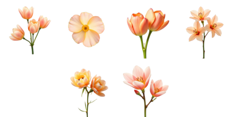 peach flowers on transparent background featuring multiple isolated blossoms including tulips and magnolias arranged in various positions displaying soft pink hues and delicate petals