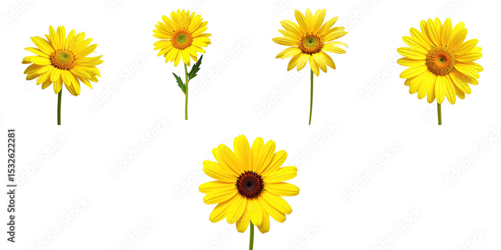 Poster isolated arrangement of yellow gerbera daisies on a transparent background displaying five distinct 