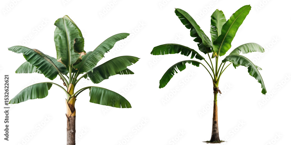 Poster banana tree with lush green leaves displayed in two orientations isolated on a transparent backgroun