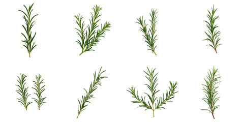 Naklejka premium Collection of rosemary branches arranged in a grid format with top views isolated on a transparent background featuring different orientations and compositions of green rosemary leaves