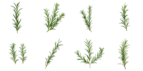 Collection of rosemary branches arranged in a grid format with top views isolated on a transparent background featuring different orientations and compositions of green rosemary leaves