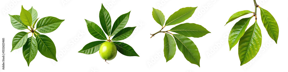 Poster isolated guava tree leaves and fruit on transparent background displaying various leaf shapes and a 