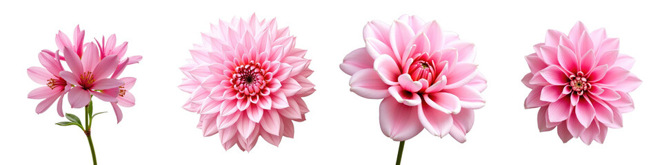 Four distinct pink flower varieties displayed together on a transparent background including dahlias and other soft flowers isolated for emphasis and aesthetic appeal.