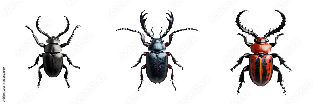 Aufkleber three isolated rhaetulus recticornis stag beetles displayed from a top view showcasing distinct colo