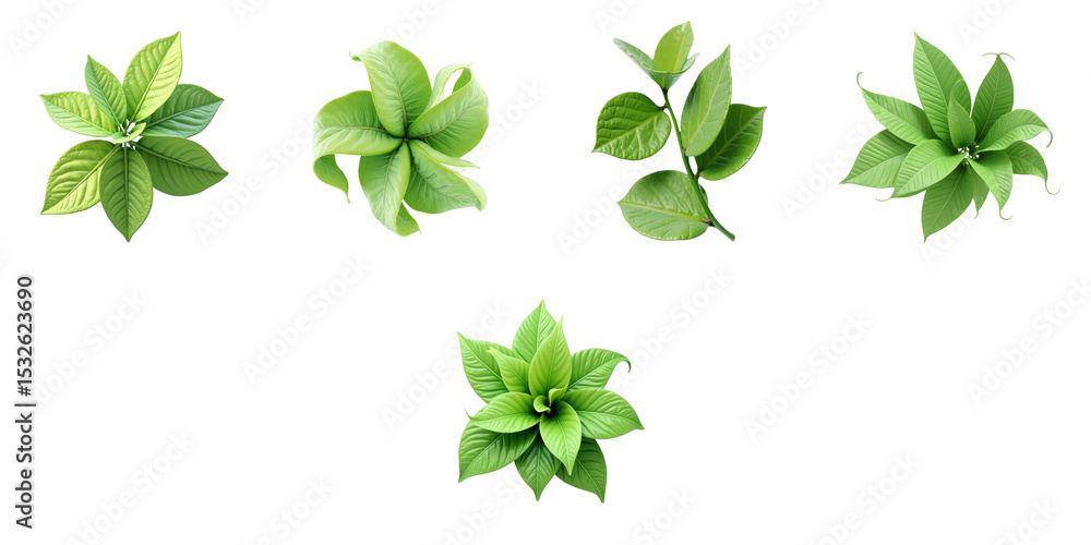 Poster variety of green lime leaves isolated on transparent background showing different shapes and texture