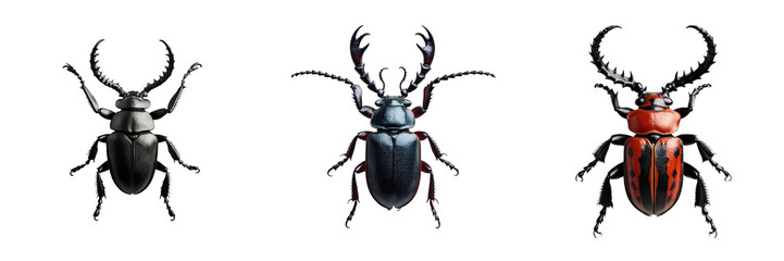 Three isolated Rhaetulus recticornis stag beetles displayed from a top view showcasing distinct colors and features on a transparent background
