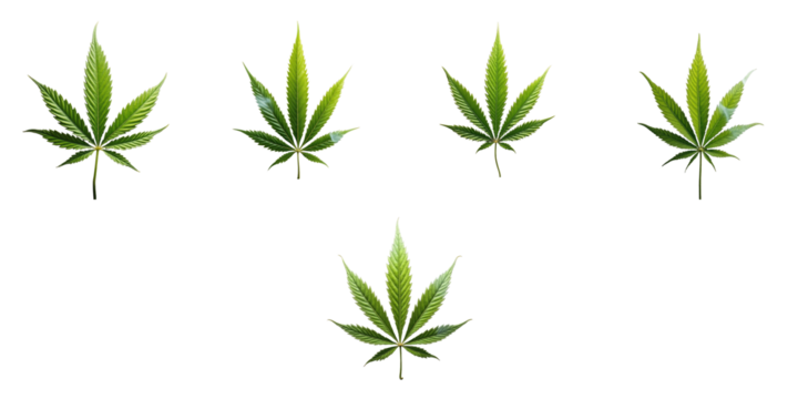 isolated cannabis leaves arranged on a transparent background with a transparent effect showcasing detailed textures and vibrant green colors