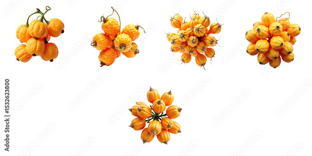 Poster sea-buckthorn berries in various clusters isolated on a transparent background showcasing bright ora