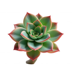 Obraz premium 3d isolated succulent plant transparent background nature scene close-up view botanical concept for design