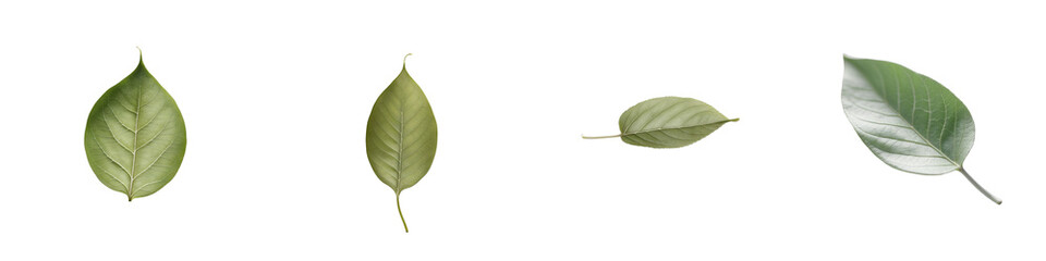 Obraz premium Assortment of green leaves on a transparent background featuring various shapes and textures arranged in a line for isolated botanical display.
