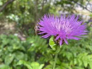 Hummingbird on a purple flower after rain. A close-up photo of a hummingbird collecting nectar from a bright purple flower covered in fresh raindrops.