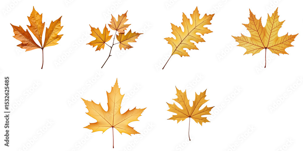 Poster various dry elm leaves arranged on a transparent background showcasing different shapes and sizes in