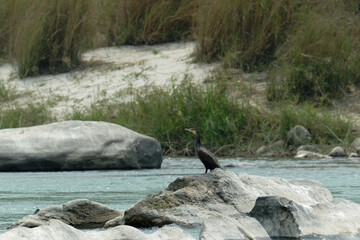 Great Cormorants on the river