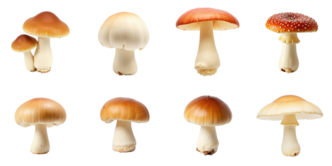 Collection of various Shimeiji mushrooms on a transparent background featuring multiple species with different cap colors and shapes showcasing their unique details and structures.