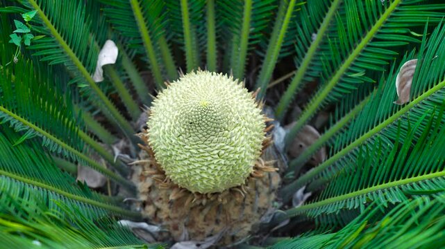 The ornamental green plant cycas in the courtyard