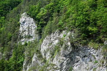 Bright green trees cling to a steep rocky cliff (Jánošík shape) and show the resilience of nature in a mountainous landscape