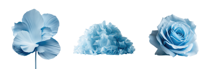 Light blue decorative elements including a flower, ruffled texture, and rose on a transparent background useful for various graphic design applications.