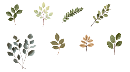 Collection of dried eucalyptus leaves in various shapes and colors isolated on transparent background arranged in a visually appealing pattern for design purposes