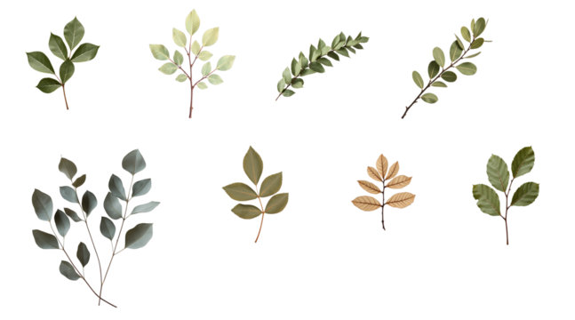 Collection of dried eucalyptus leaves in various shapes and colors isolated on transparent background arranged in a visually appealing pattern for design purposes