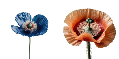 Detail of two vibrant Papaver somniferum flowers with blue and orange petals isolated on transparent background highlighting their intricate structures and textures.