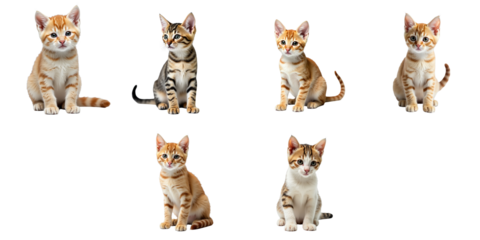 six different young cats isolated on transparent background various poses and expressions showcasing their playful and curious nature