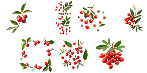 Fresh sea buckthorn berries with leaves arranged in various compositions isolated on transparent background for design use, top view flat lay pattern with ample copy space.
