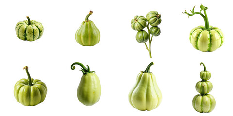 Various green pumpkins in early growth stages on a climbing vine isolated against a transparent background showcasing different shapes and sizes