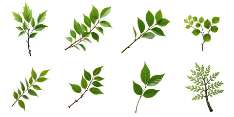 Assorted green leaf branches with various shapes and sizes isolated on transparent background showcasing natural foliage details and textures.