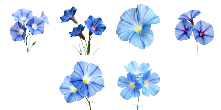 Collection of Blue Morning Glory Flowers on Transparent Background Featuring Multiple Variations with Distinct Petal Shapes and Color Gradations in Macro Detail