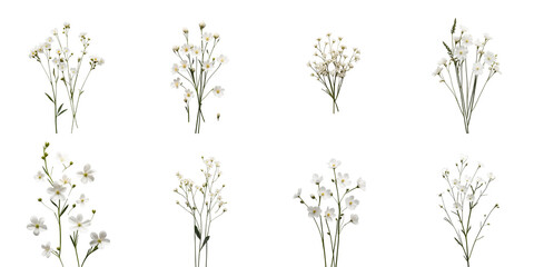 Collection of small white transparent flowers isolated on a transparent background arranged in various positions showcasing distinct shapes and sizes