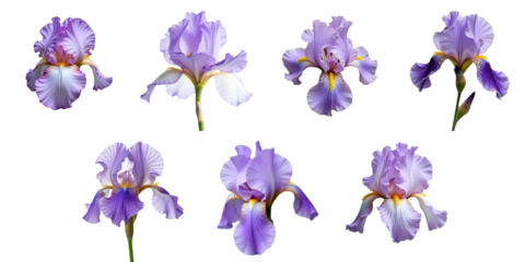 Multiple views of blooming purple iris flowers isolated on transparent background showcasing distinct petal shapes and arrangements.