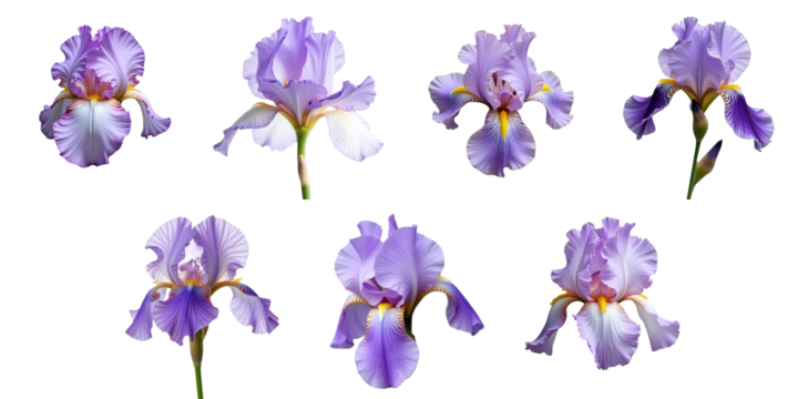 Multiple views of blooming purple iris flowers isolated on transparent background showcasing distinct petal shapes and arrangements.