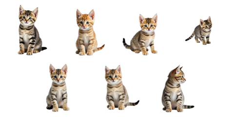 Multiple tabby kittens arranged in various poses on a transparent background, showcasing their playful and curious nature with distinct fur patterns and colors.