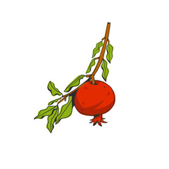 Hand drawn abstract vector graphic illustration collection with stylized pomegranate branch fruit in cartoon drawing style.Trendy modern juicy fruit design concept.Vector line fruit symbol icon.