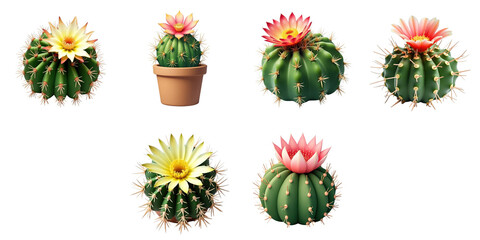 variety of round cacti with colorful blossoms isolated on transparent background including potted and unpotted arrangements showcasing diverse floral types and shapes