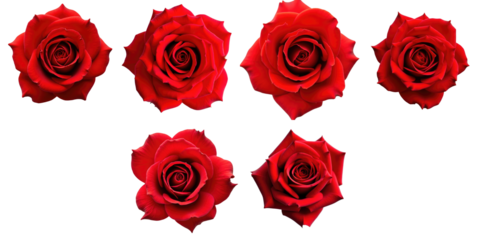 Collection of six red roses viewed from above showcasing intricate petal details on a transparent background ideal for floral compositions and designs.