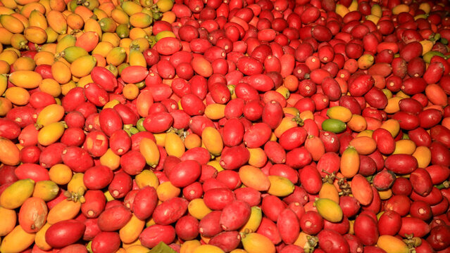 melinjo (gnetum gnemon) fruits with colorful gradient 