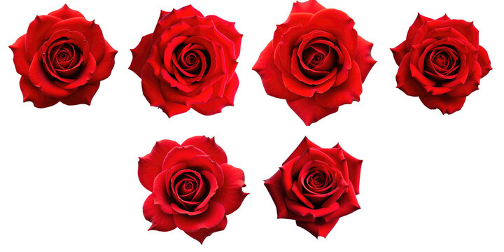 Roses Transparent Background Images – Browse 395,450 Stock Photos ...