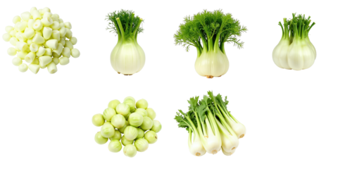 Variety of fresh fennel bulbs and fronds arranged on a transparent background showcasing different shapes and sizes of the vegetable with vibrant green fronds and white bulbs
